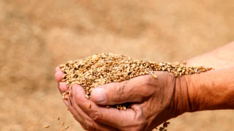 customer holding grain 3.jpg