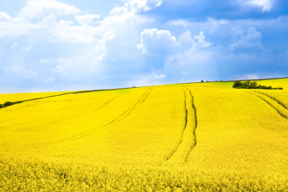 canola field 3.jpg