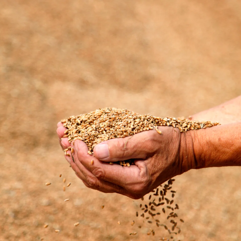 customer holding grain 3.jpg