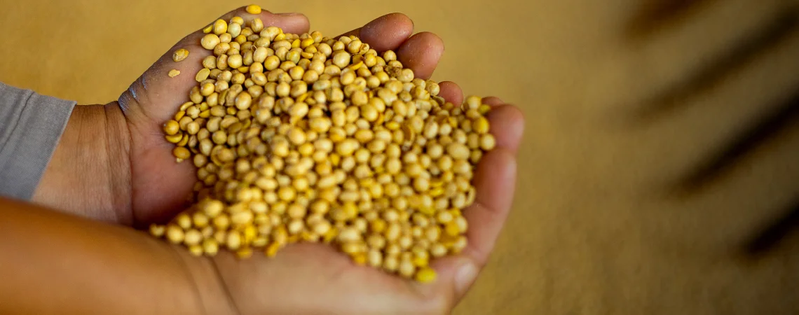 soybean.jpg