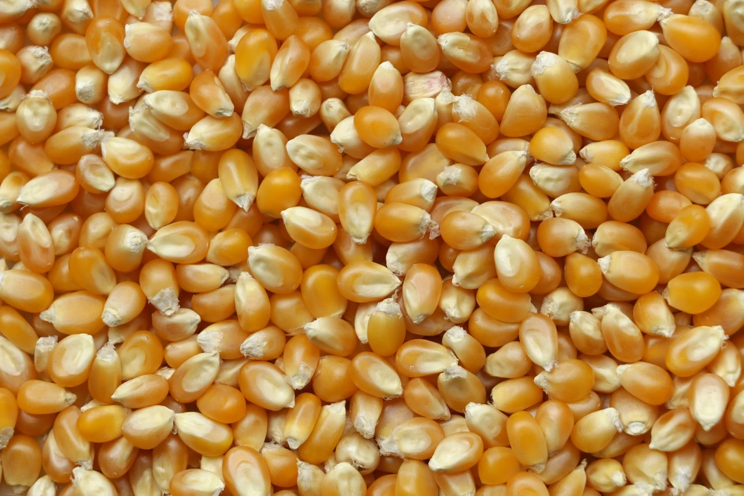 corn close up.jpg